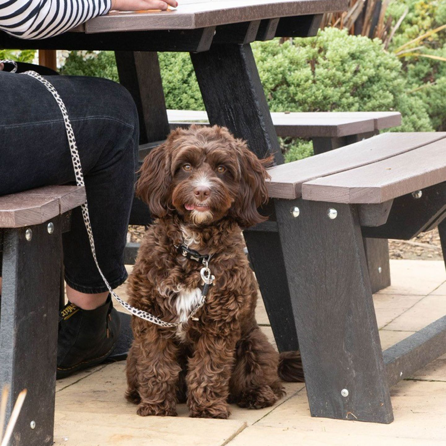 Your local dog friendly pub in Aylesbury